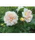 Vieille rose Pénélope