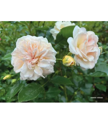 Vieille rose Pénélope