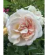 Vieille rose Pénélope