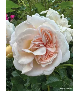 Vieille rose Pénélope