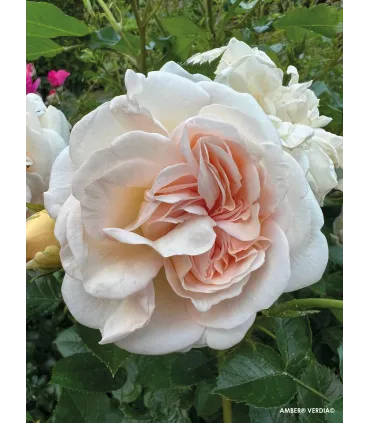 Vieille rose Pénélope
