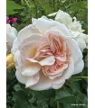 VOLUPTIA AMBER saumon crème