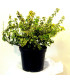 EUONYMUS fortunei Emerald'n Gold / FUSAIN EMERALD GOLD