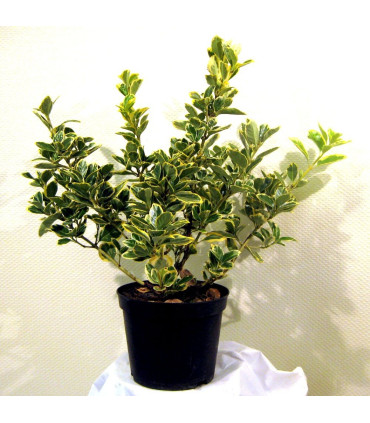 EUONYMUS jap. Président Gauthier / FUSAIN PRESIDENT GAUTHIER