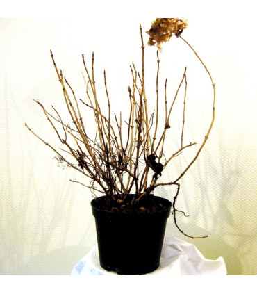 HYDRANGEA arborescens Annabelle / HORTENSIA ANNABELLE