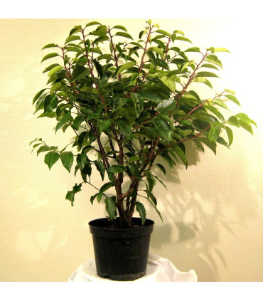 PRUNUS lusitanica / LAURIER DU PORTUGAL