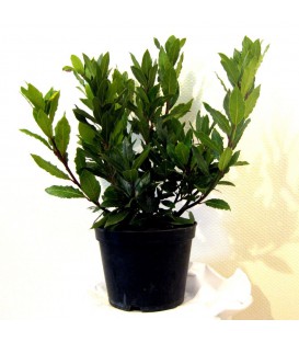 LAURUS nobilis / LAURIER SAUCE