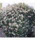 VIBURNUM tinus / LAURIER TIN