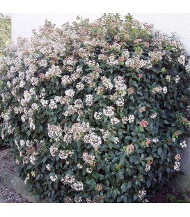 VIBURNUM tinus / LAURIER TIN