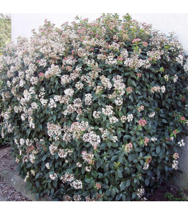 VIBURNUM tinus / LAURIER TIN