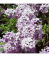 SYRINGA vulgaris Belle de Nancy / LILAS BELLE DE NANCY
