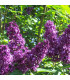SYRINGA vulgaris Charles Joly / LILAS CHARLES JOLY