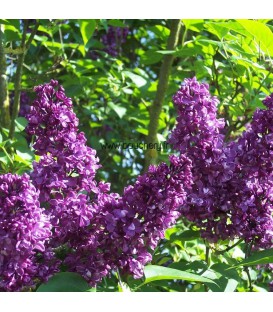 SYRINGA vulgaris Charles Joly / LILAS CHARLES JOLY