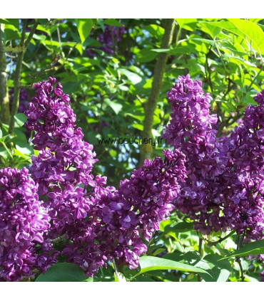 SYRINGA vulgaris Charles Joly / LILAS CHARLES JOLY