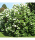 SYRINGA vulgaris Madame Lemoine / LILAS MADAME LEMOINE