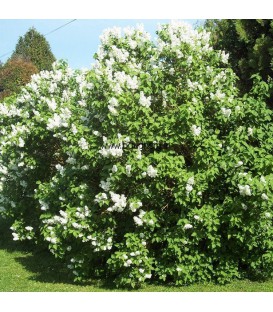 SYRINGA vulgaris Madame Lemoine / LILAS MADAME LEMOINE