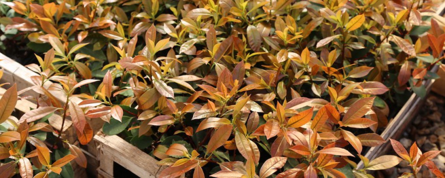 Guide des tailles et qualité des plants
