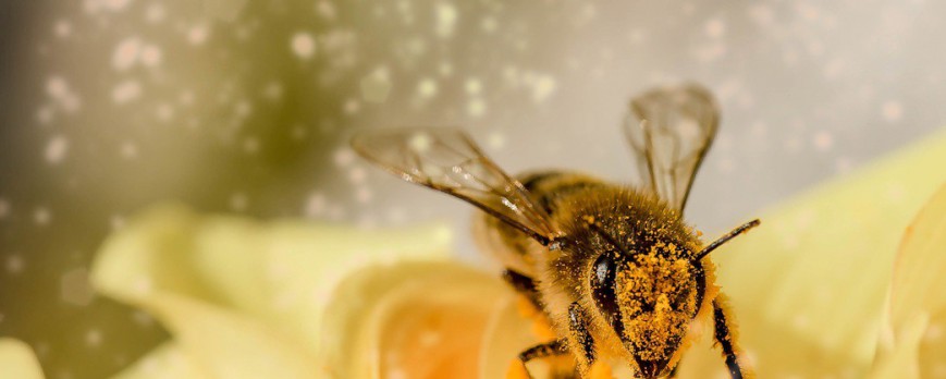 La vie d'une abeille