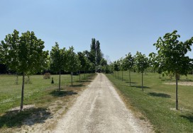 Plantation d'un arbre d'alignement