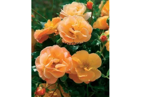 Planter un rosier