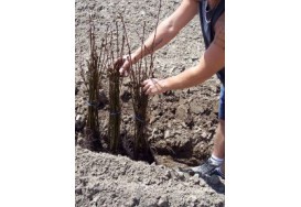 Conservation des plants forestiers
