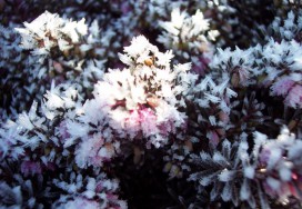 Végétaux sous le givre