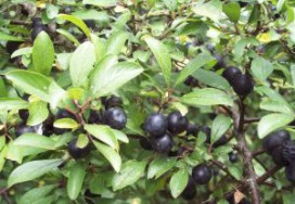 Pousse d'épine