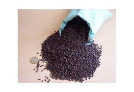 Réussir vos semis d'acacia