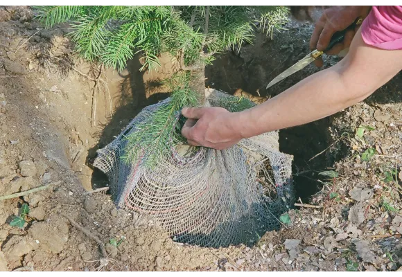 Planter un arbre en motte