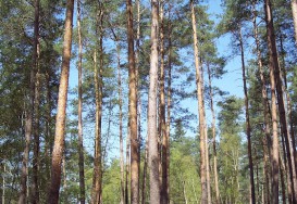 Densité de plantation