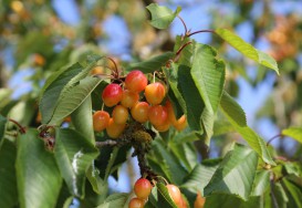 Les fruitiers et leurs pollinisateurs