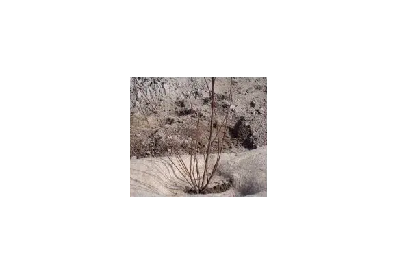 Planter un arbuste en racine nues