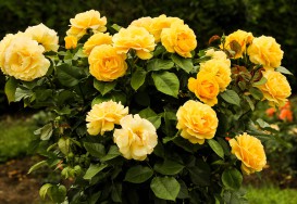 Taille des rosiers