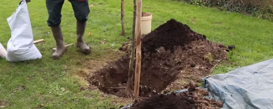 Planter un arbre en racine nues