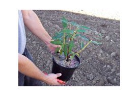 Planter un arbuste en conteneur