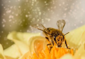 La vie d'une abeille